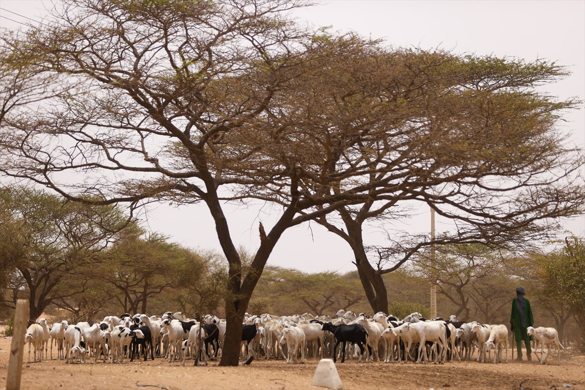 Senegal’de Kurban Bayramı hazırlıkları sokakları hareketlendirdi