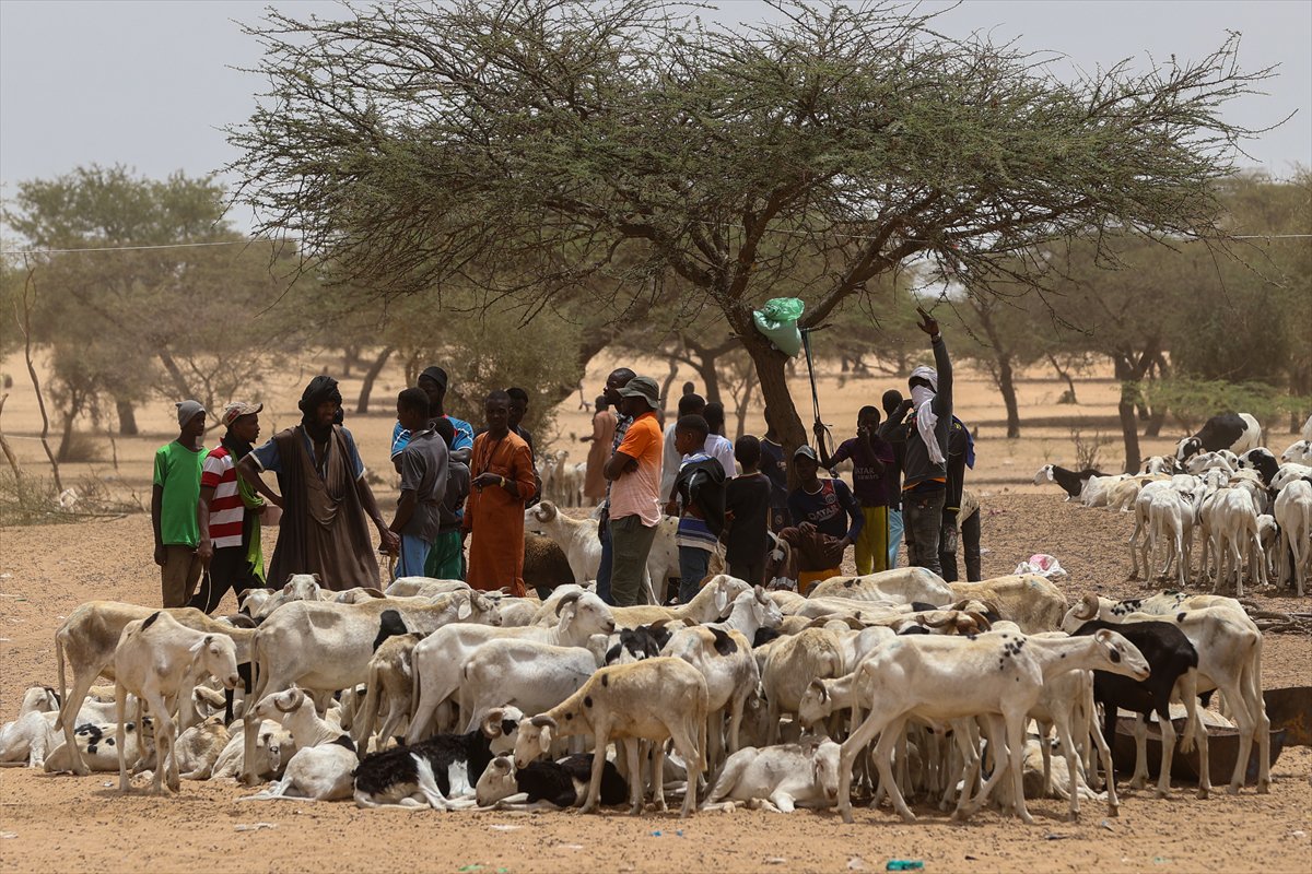 Senegal’de Kurban Bayramı hazırlıkları sokakları hareketlendirdi