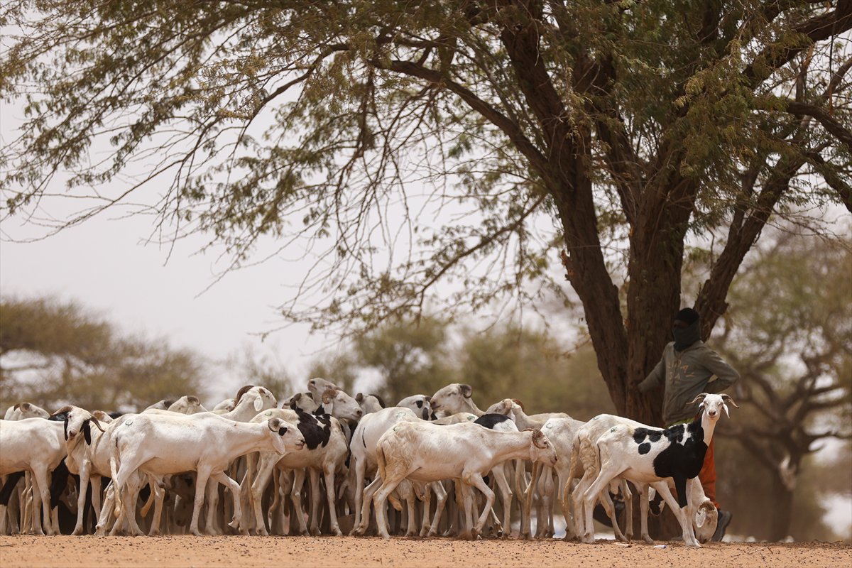 Senegal’de Kurban Bayramı hazırlıkları sokakları hareketlendirdi