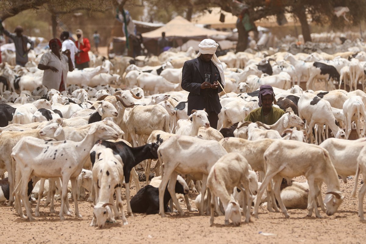 Senegal’de Kurban Bayramı hazırlıkları sokakları hareketlendirdi