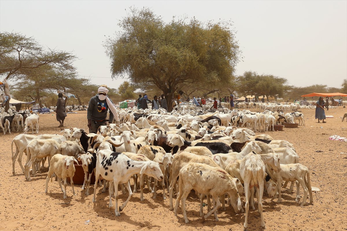 Senegal’de Kurban Bayramı hazırlıkları sokakları hareketlendirdi