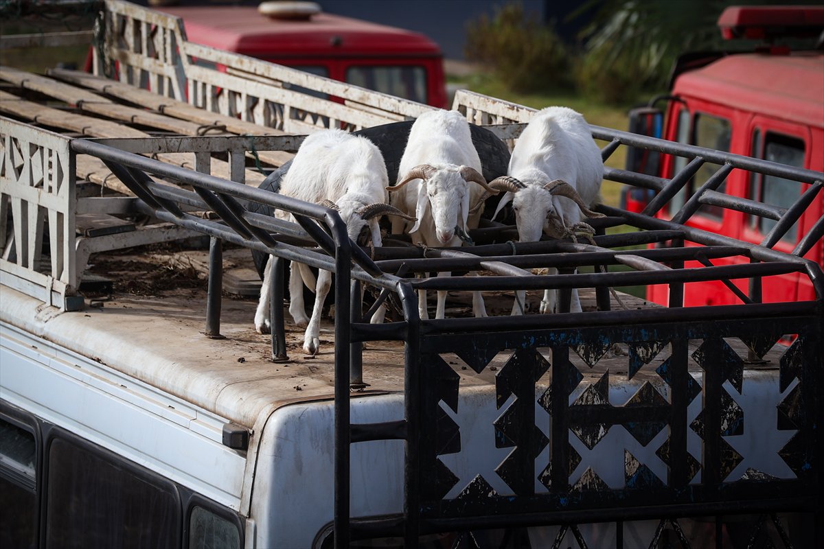 Senegal’de Kurban Bayramı hazırlıkları sokakları hareketlendirdi