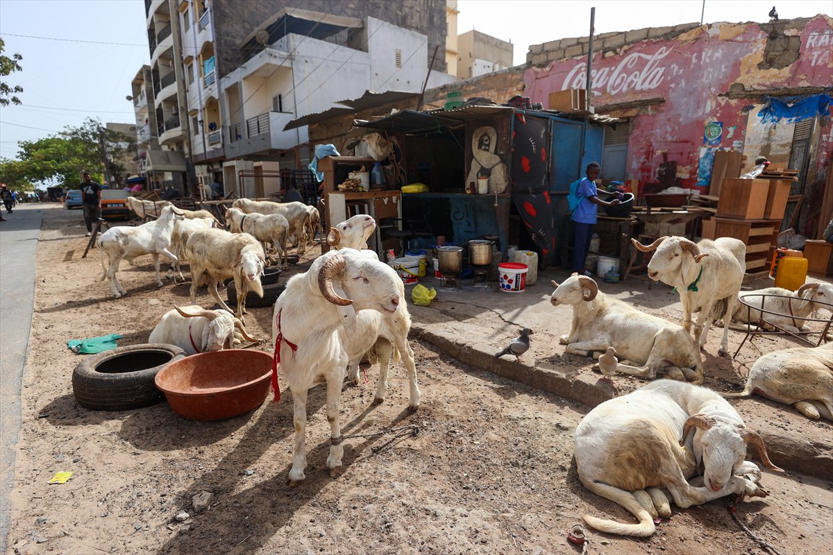 Senegal’de Kurban Bayramı hazırlıkları sokakları hareketlendirdi