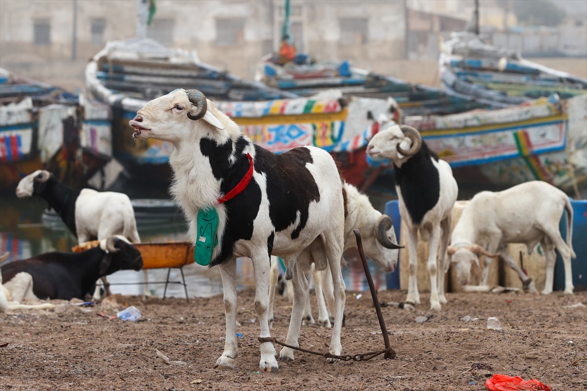 Senegal’de Kurban Bayramı hazırlıkları sokakları hareketlendirdi