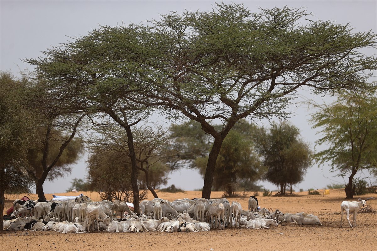 Senegal’de Kurban Bayramı hazırlıkları sokakları hareketlendirdi