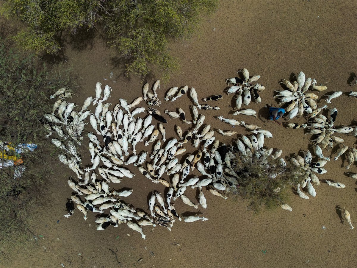 Senegal’de Kurban Bayramı hazırlıkları sokakları hareketlendirdi