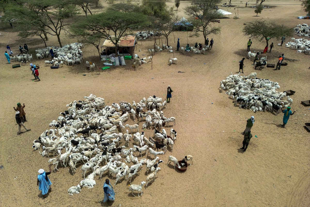 Senegal’de Kurban Bayramı hazırlıkları sokakları hareketlendirdi