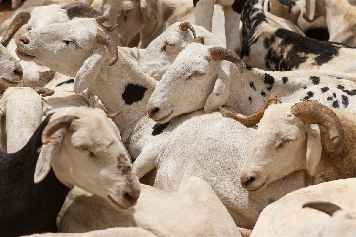 Senegal’de Kurban Bayramı hazırlıkları sokakları hareketlendirdi
