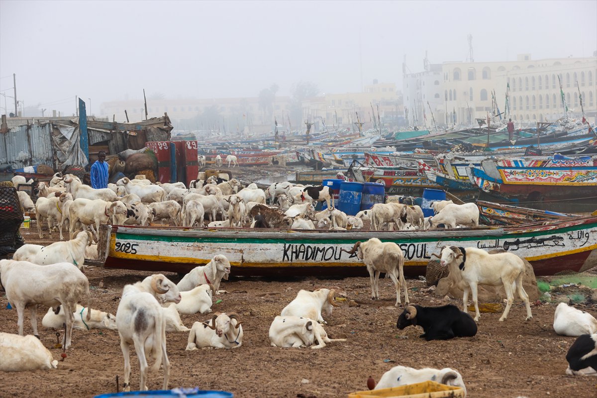 Senegal’de Kurban Bayramı hazırlıkları sokakları hareketlendirdi