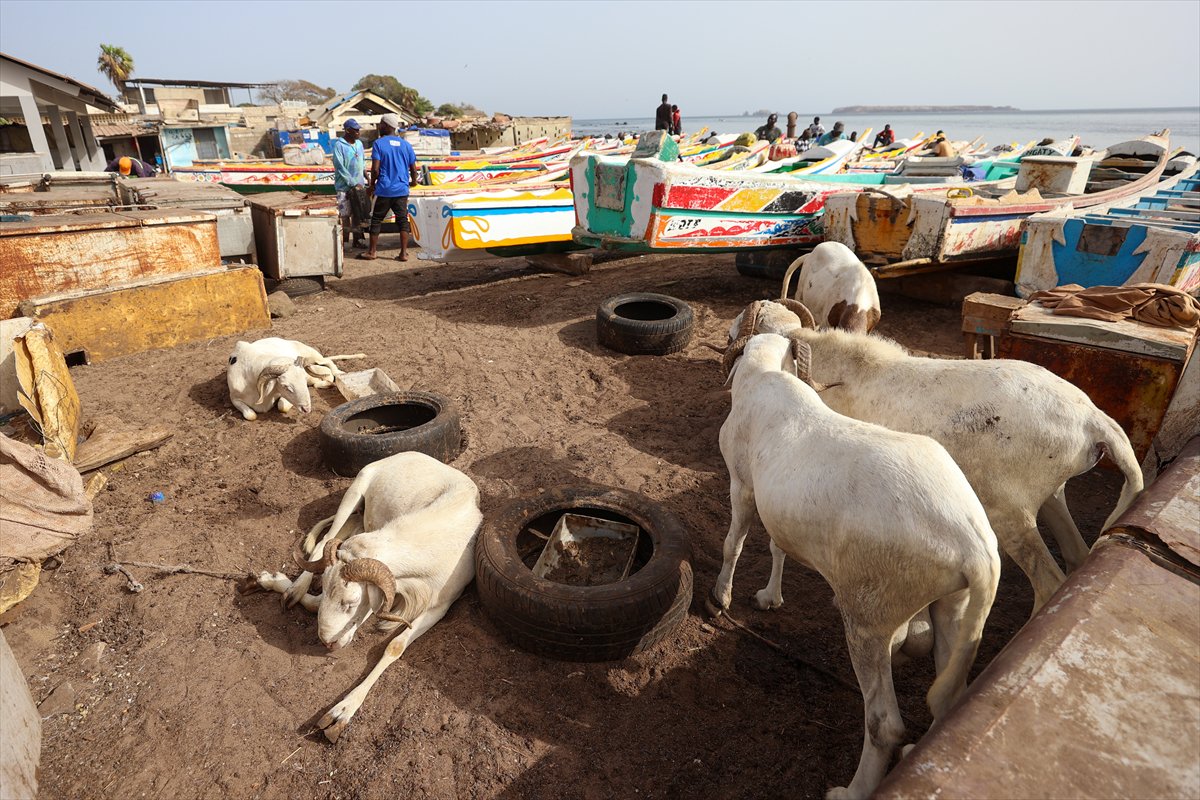 Senegal’de Kurban Bayramı hazırlıkları sokakları hareketlendirdi