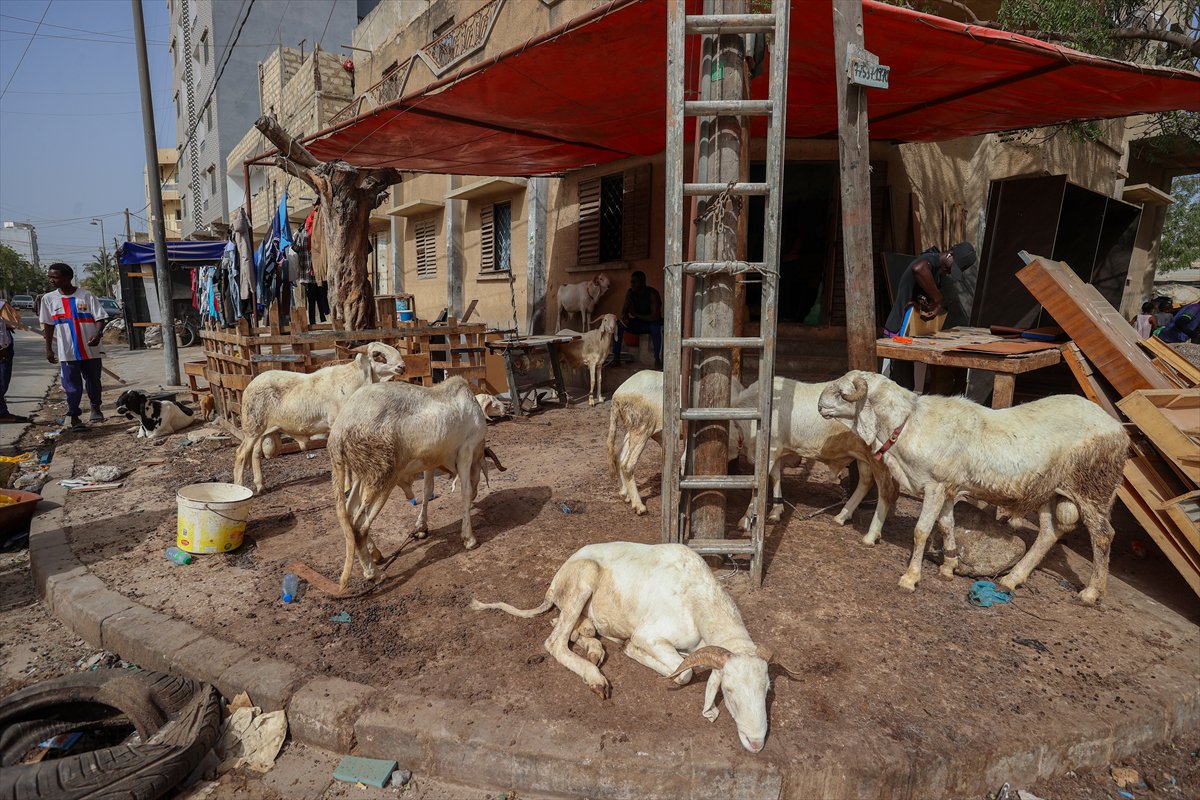 Senegal’de Kurban Bayramı hazırlıkları sokakları hareketlendirdi