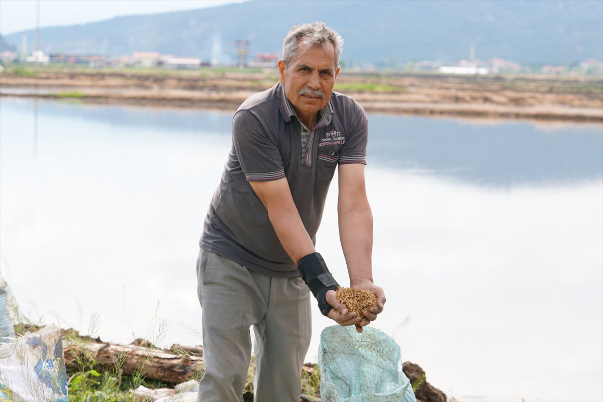 Tarlaları drone'lar ekiyor