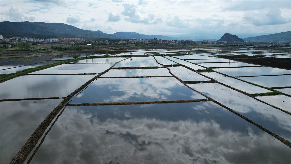 Tarlaları drone'lar ekiyor
