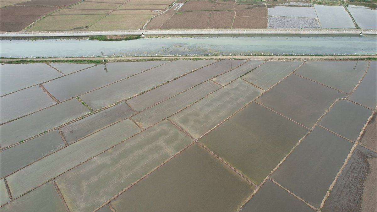 Tarlaları drone'lar ekiyor