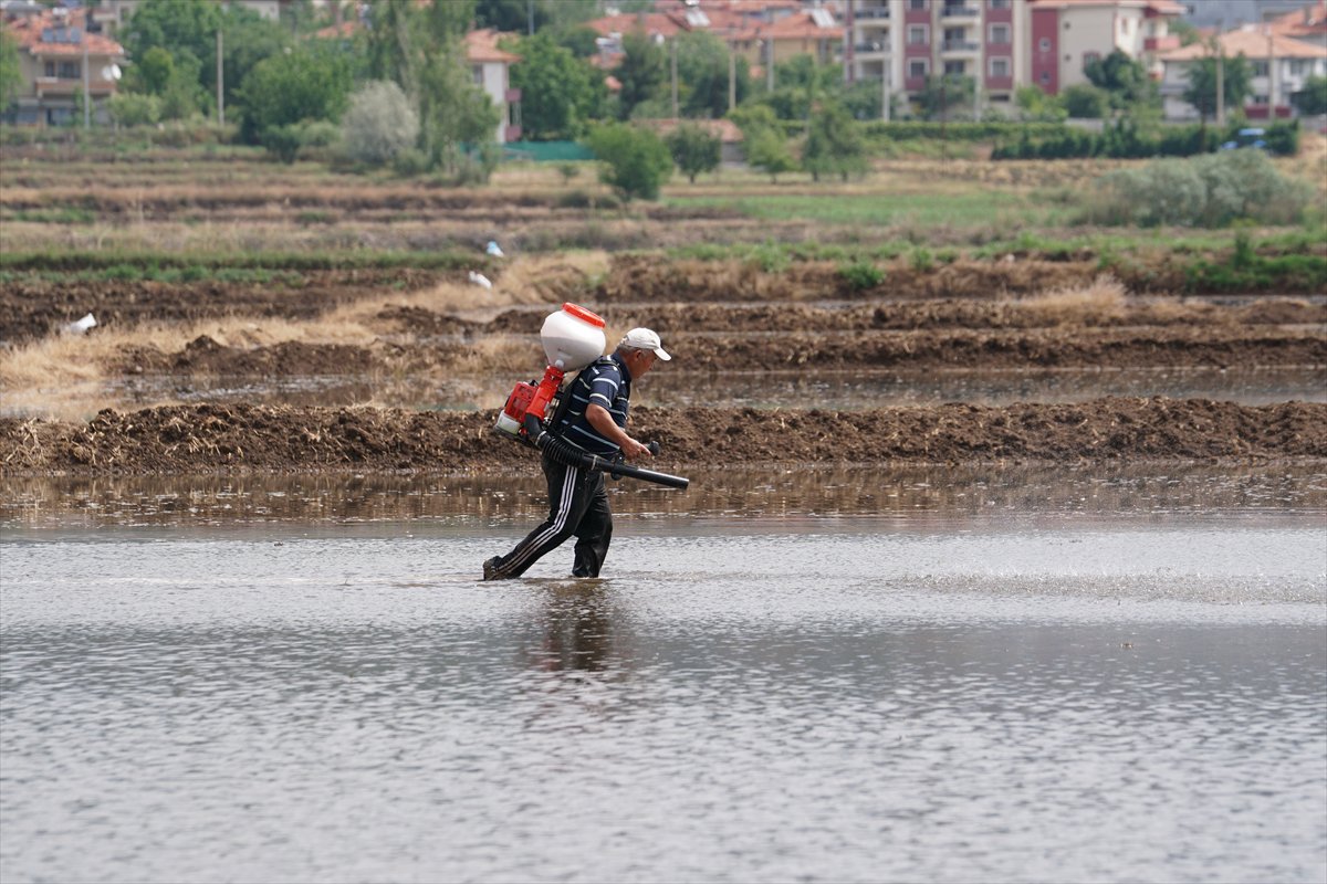 Tarlaları drone'lar ekiyor