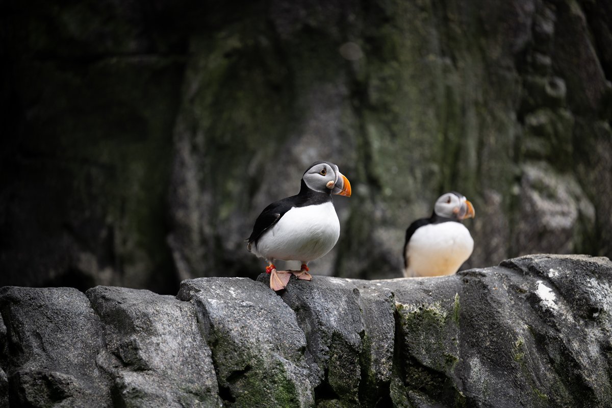 Okyanusun kalbi Lizbon’da atıyor