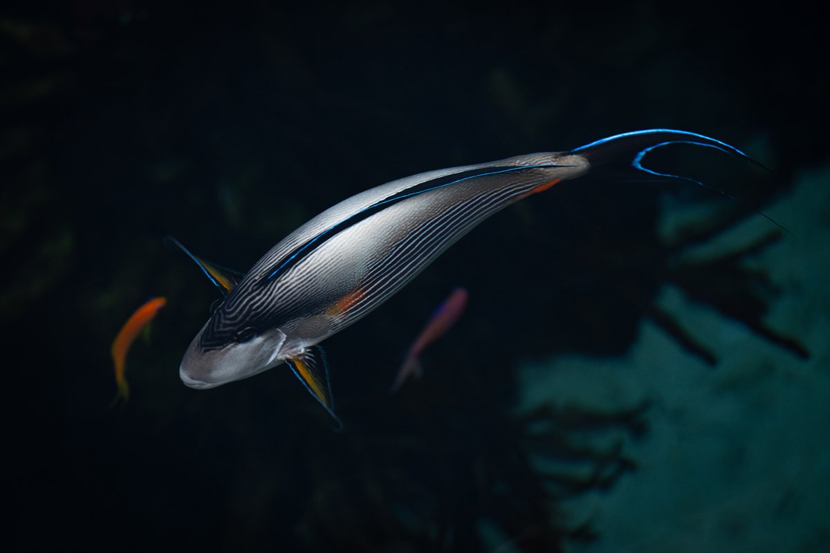 Okyanusun kalbi Lizbon’da atıyor