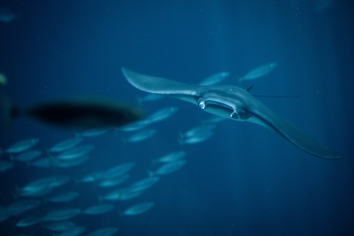 Okyanusun kalbi Lizbon’da atıyor