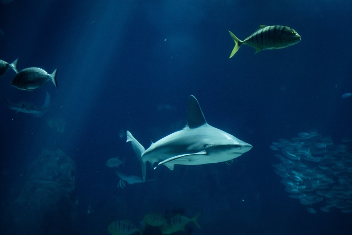 Okyanusun kalbi Lizbon’da atıyor