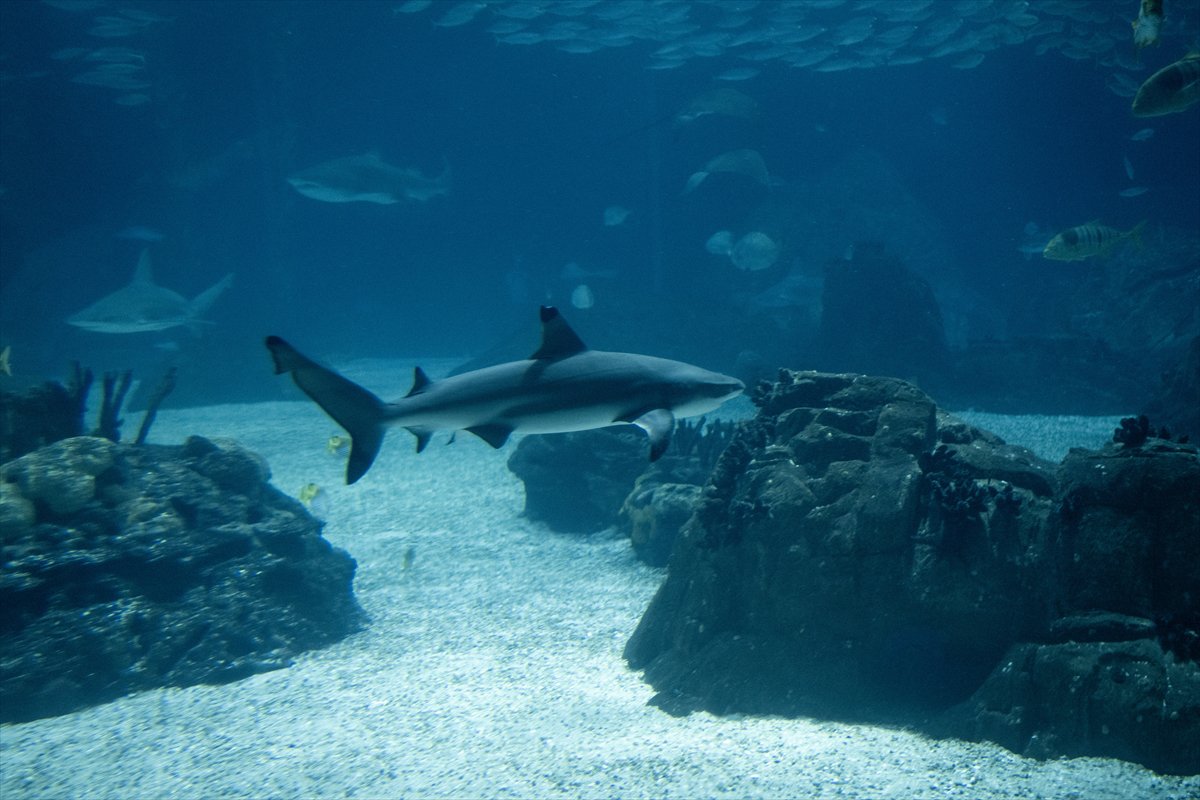 Okyanusun kalbi Lizbon’da atıyor