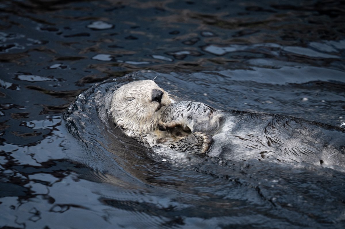 Okyanusun kalbi Lizbon’da atıyor