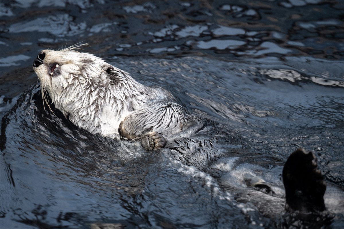 Okyanusun kalbi Lizbon’da atıyor