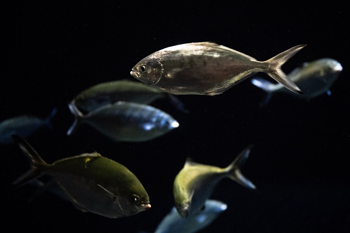 Okyanusun kalbi Lizbon’da atıyor