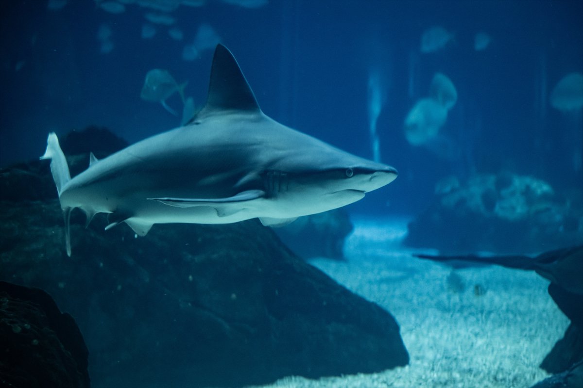 Okyanusun kalbi Lizbon’da atıyor