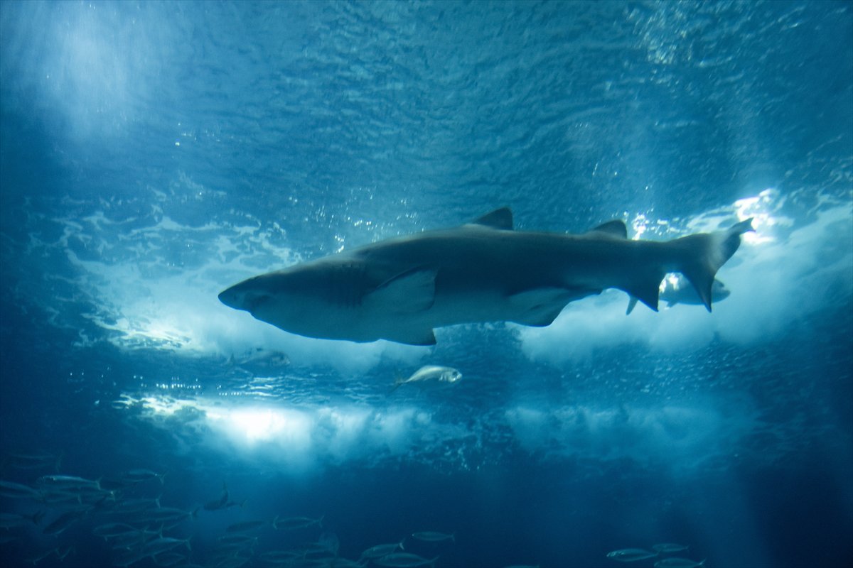 Okyanusun kalbi Lizbon’da atıyor