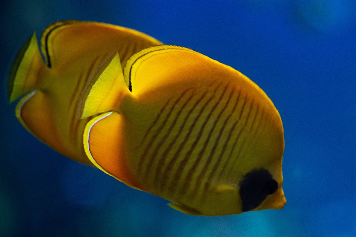 Okyanusun kalbi Lizbon’da atıyor