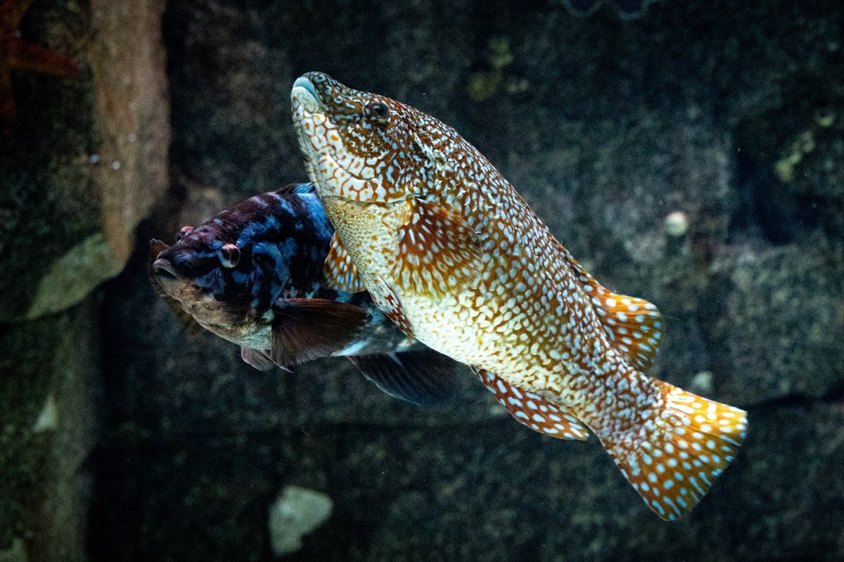 Okyanusun kalbi Lizbon’da atıyor