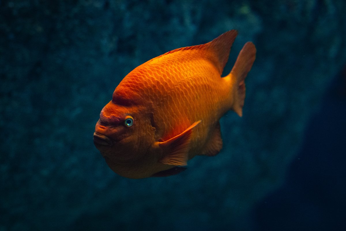 Okyanusun kalbi Lizbon’da atıyor