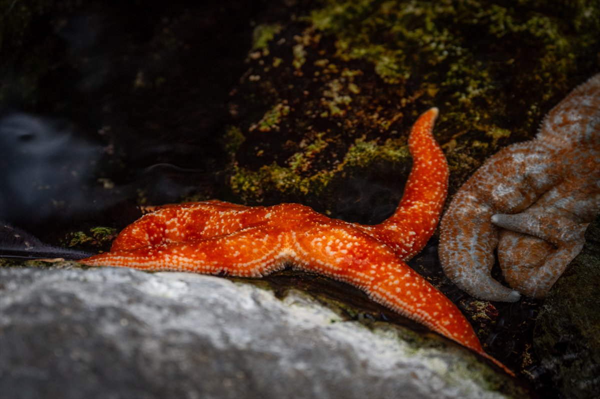Okyanusun kalbi Lizbon’da atıyor