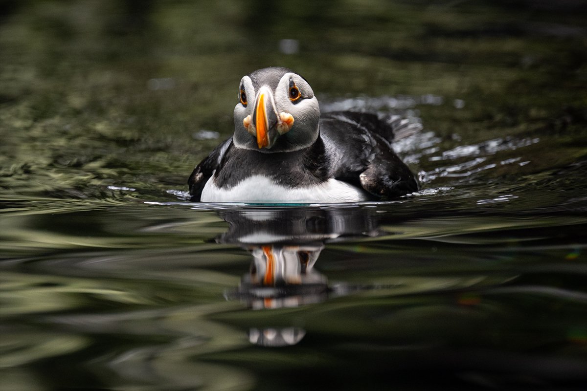 Okyanusun kalbi Lizbon’da atıyor