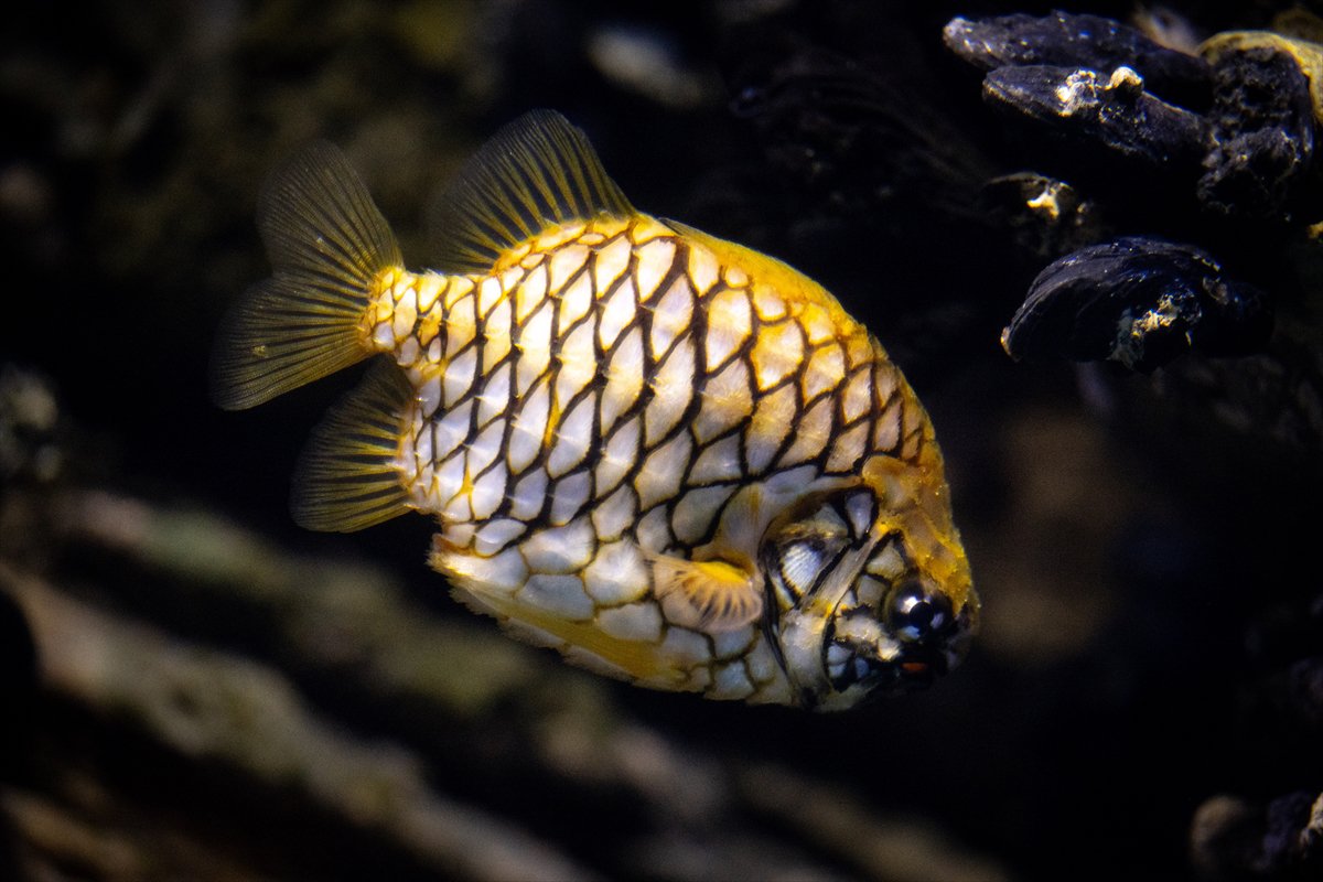 Okyanusun kalbi Lizbon’da atıyor
