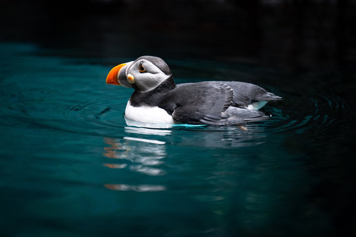 Okyanusun kalbi Lizbon’da atıyor