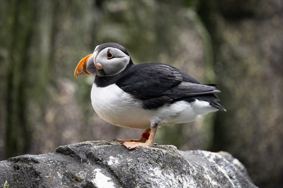 Okyanusun kalbi Lizbon’da atıyor