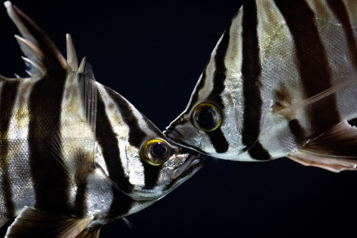 Okyanusun kalbi Lizbon’da atıyor