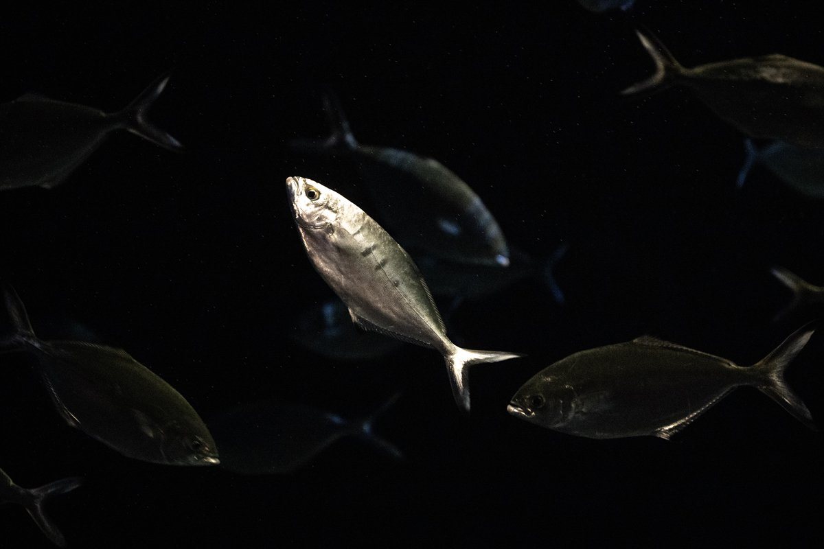 Okyanusun kalbi Lizbon’da atıyor