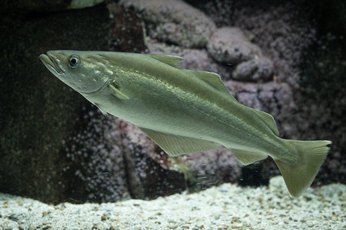 Okyanusun kalbi Lizbon’da atıyor