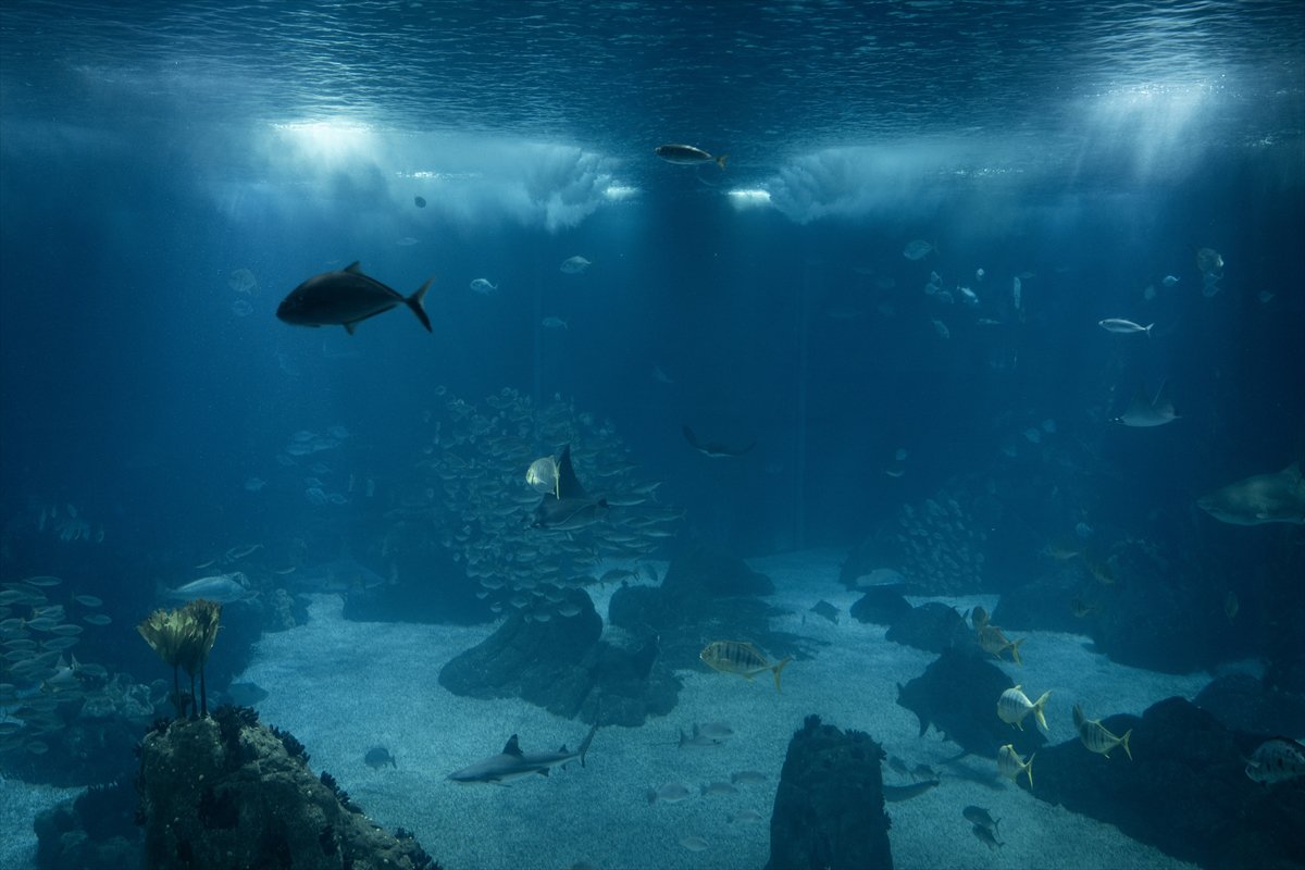 Okyanusun kalbi Lizbon’da atıyor