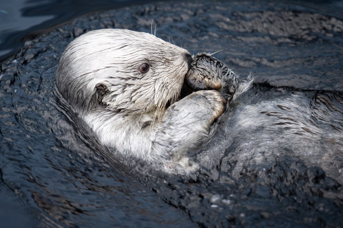 Okyanusun kalbi Lizbon’da atıyor