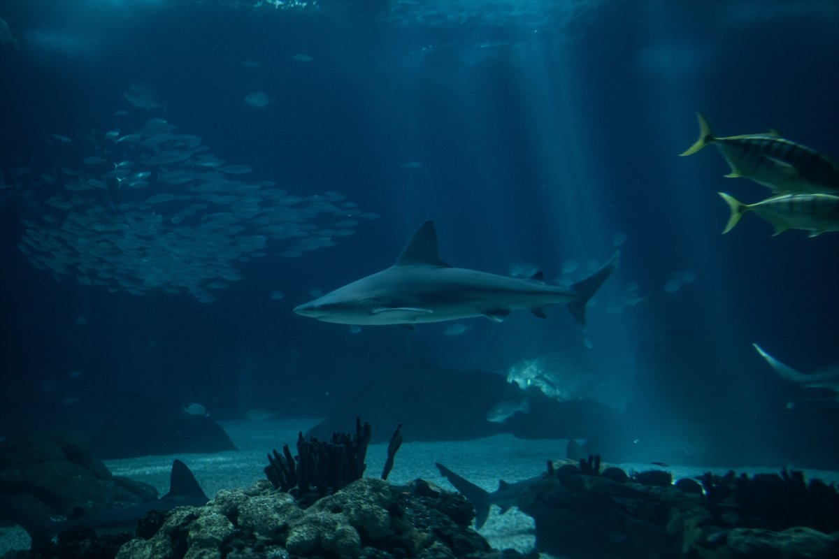Okyanusun kalbi Lizbon’da atıyor
