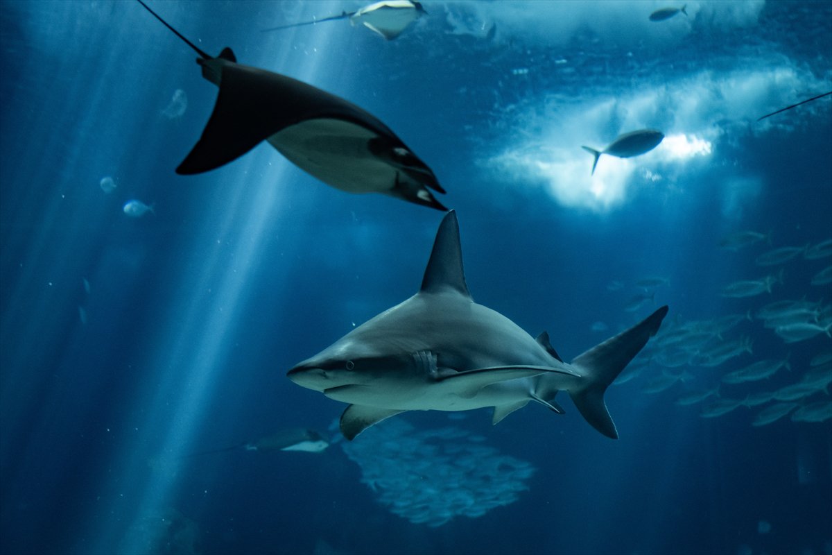 Okyanusun kalbi Lizbon’da atıyor