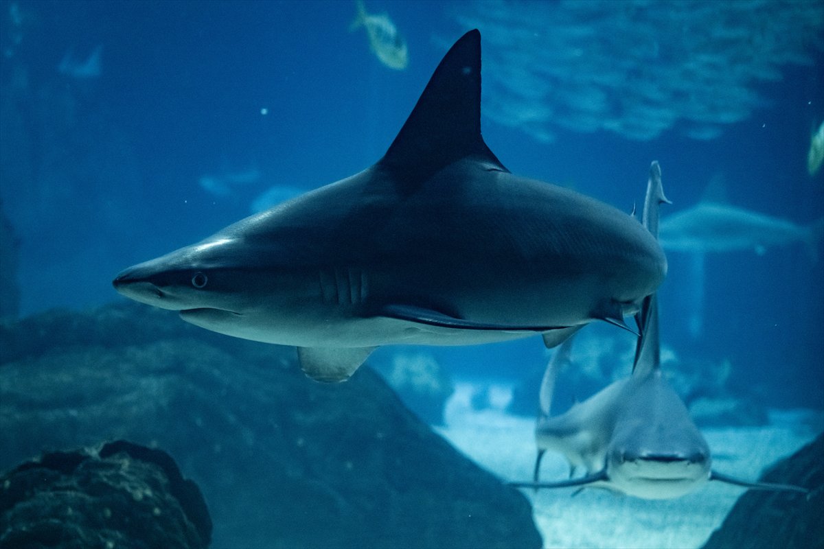 Okyanusun kalbi Lizbon’da atıyor