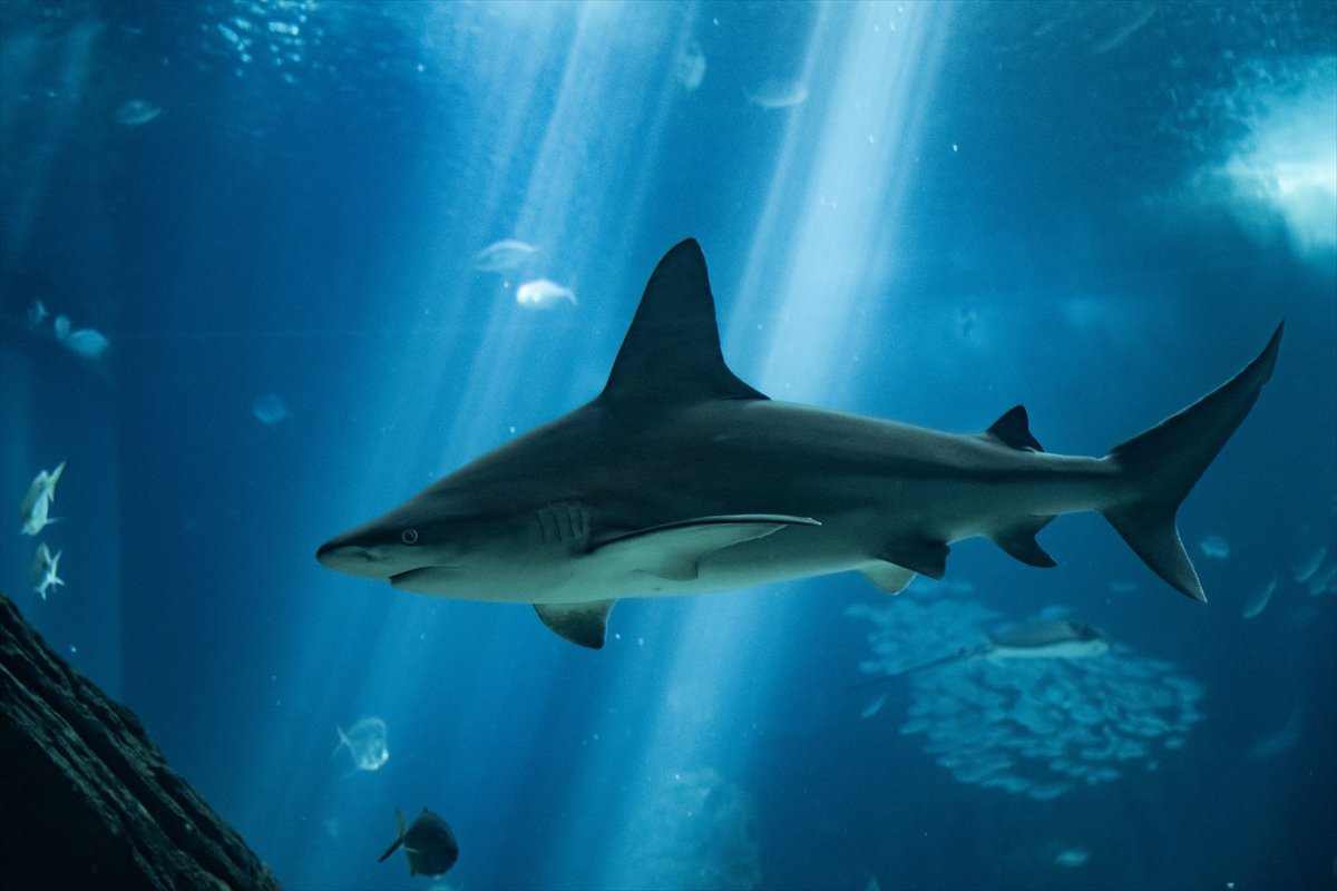 Okyanusun kalbi Lizbon’da atıyor