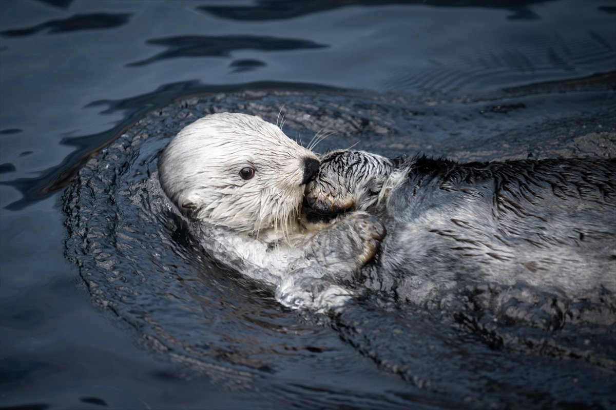 Okyanusun kalbi Lizbon’da atıyor