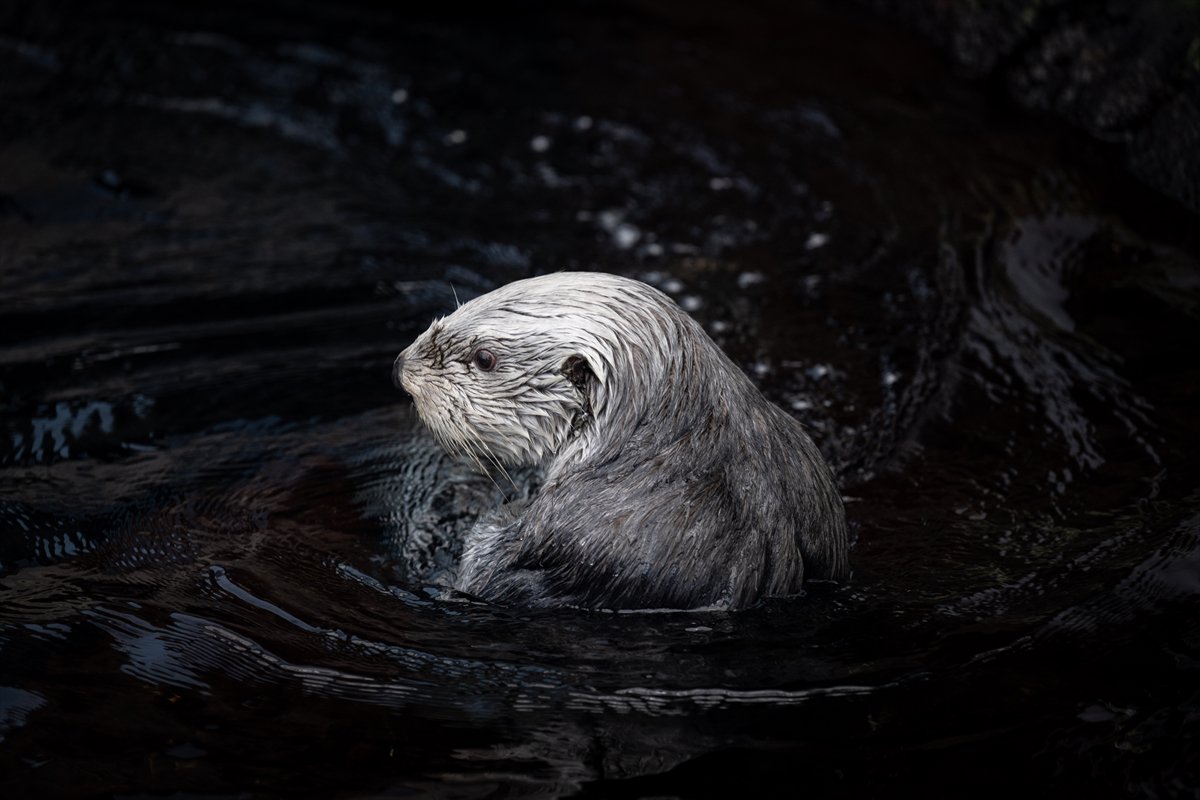 Okyanusun kalbi Lizbon’da atıyor