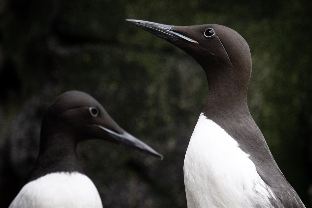 Okyanusun kalbi Lizbon’da atıyor