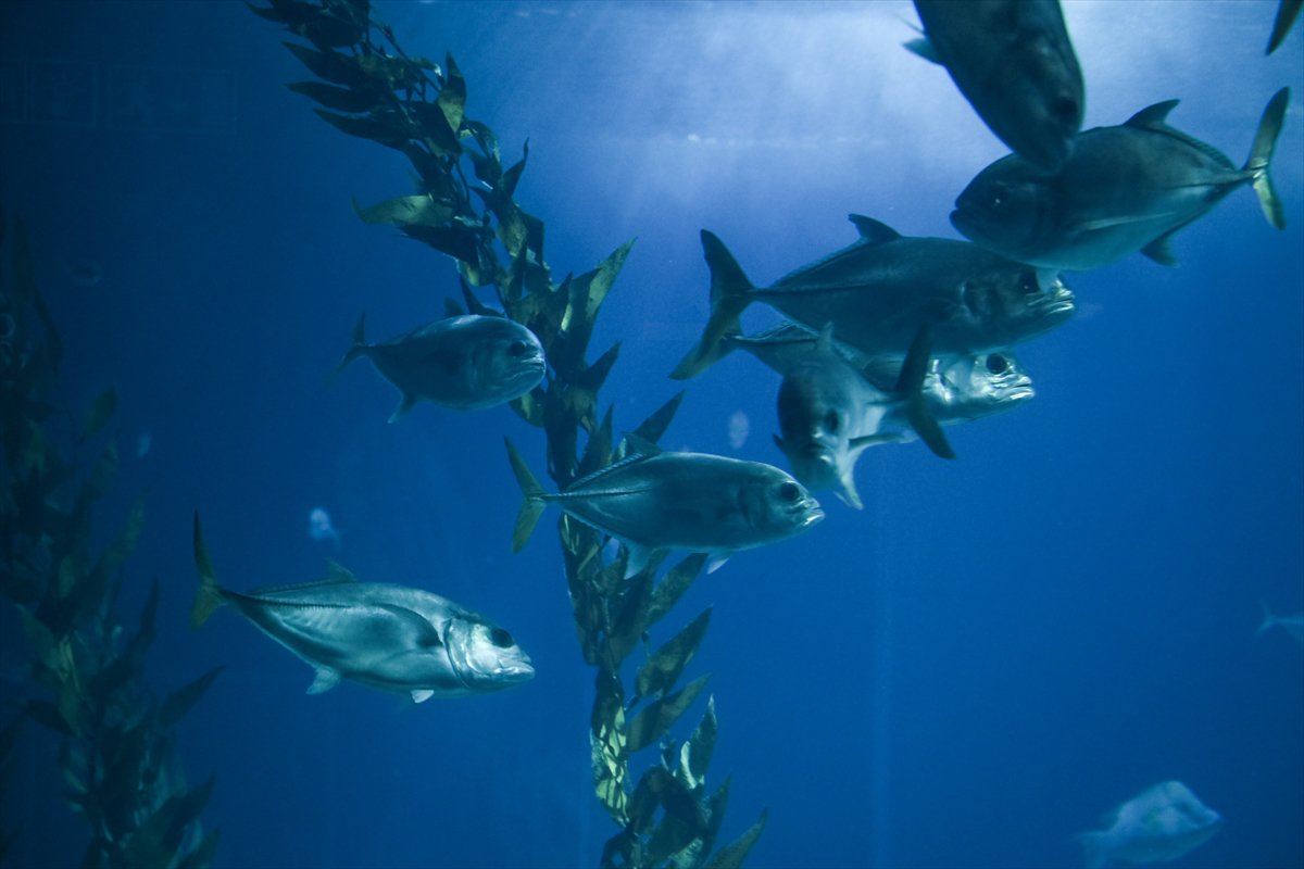 Okyanusun kalbi Lizbon’da atıyor